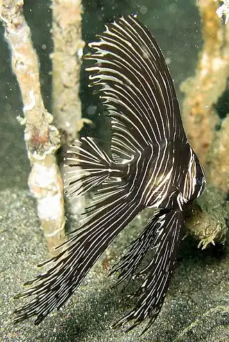 Platax batavianus juvénile