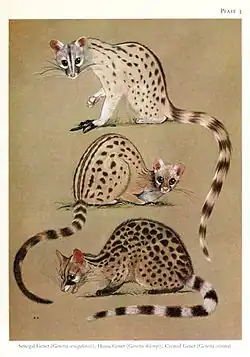 Genetta genetta senegalensis