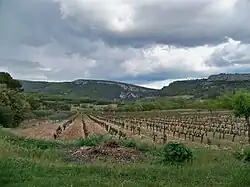 le site avec son vignoble