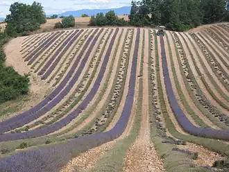 Le plateau de Valensole en juillet : la culture de la lavande.