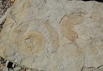 Empreintes d'ammonites