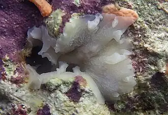 Un plathelminthe polyclade non identifié.