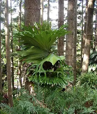 Description de l'image Platycerium superbum 3.jpg.