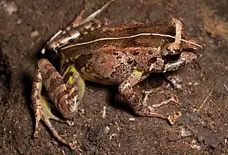 Description de l'image Platymantis cornutus (KU 330390) from mid-elevation of Mt. Cagua - ZooKeys-266-001-g021.jpg.