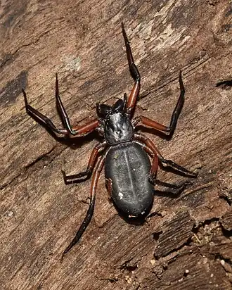 Description de l'image Platyoides walteri 359670472.jpg.