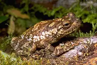 Description de l'image Platypelis grandis03.jpg.