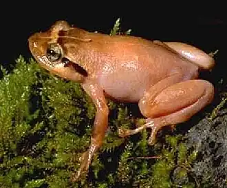 Description de l'image Platypelis tuberifera02.jpg.