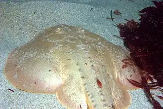 Description de l'image Platyrhinoidis triseriata 1.jpg.