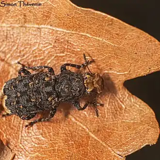 Description de cette image, également commentée ci-après