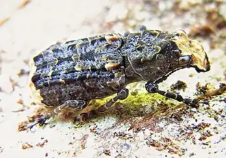 Description de cette image, également commentée ci-après