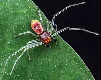 Description de l'image Platythomisus octomaculatus - male (10.3897-zookeys.852.34436) Figure 5 (cropped).jpg.