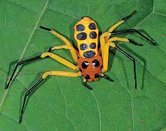 Description de l'image Platythomisus xiandao - female (10.3897-zookeys.852.34436) Figure 5 (cropped).jpg.