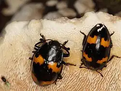 Megalodacne fasciata