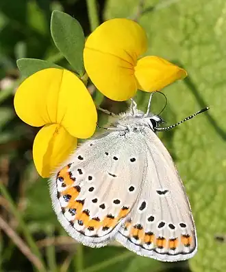 Plebejus argyrognomon