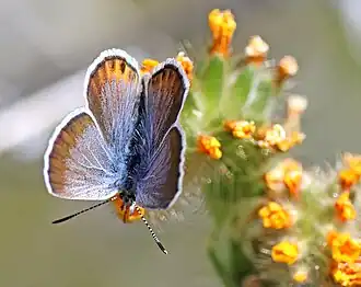 Description de l'image Plebulina emigdionis, Flügeloberseite.jpg.