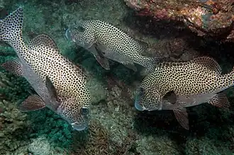 Gaterin noir et blanc (Plectorhinchus picus)