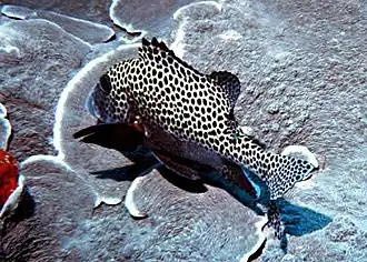 Plectorhinchus punctatissimus