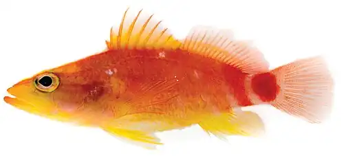 Plectranthias ahiahiata.