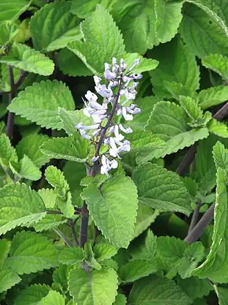 Description de l'image Plectranthus zuluensis (29549122836).jpg.