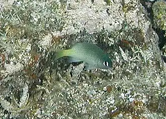 Description de l'image Plectroglyphidodon_imparipennis_by_NPS.jpg.