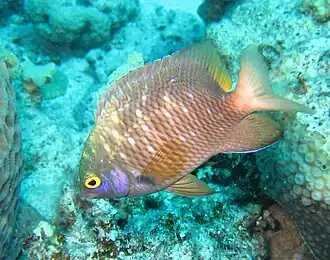 Description de l'image Plectroglyphidodon lacrymatus.jpg.