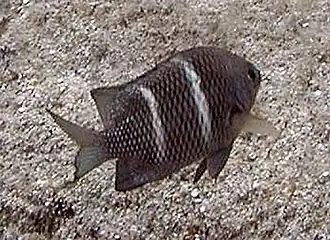 Plectroglyphidodon sindonis