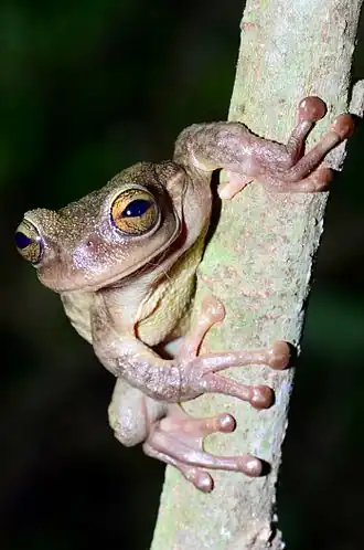 Description de l'image Plectrohyla teuchestes - 24668933425.jpg.