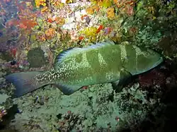 Un mérou sellé (Plectropomus laevis)