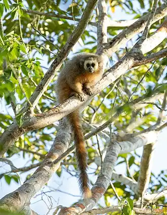 Description de l'image Plecturocebus oenanthe 244863412.jpg.