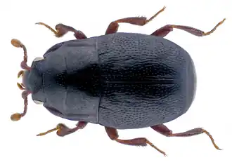Plegaderus vulneratus.