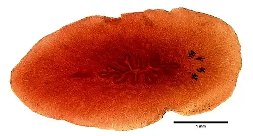 Pleioplana atomata, un Pleioplanidae