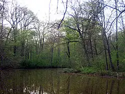 Dans la forêt alluviale de Leipzig