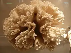 Squelette de Plerogyra sp.