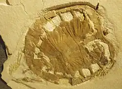 Fossile de Plesiochelys (Muséum Senckenberg).