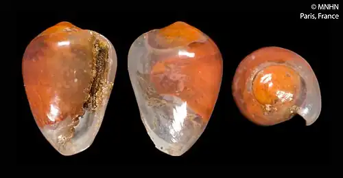 Plesiocystiscus elzae