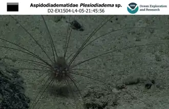 Plesiodiadema sp. observé à plus de 1 000 m de profondeur au large de Hawaii.