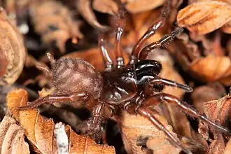 Description de l'image Plesiothele fentoni (Family Hexathelidae) (50162301188).jpg.