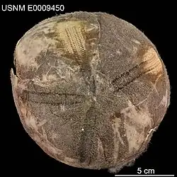 Plesiozonus diomedeae.