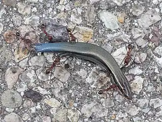 Description de l'image Plestiodon callicephalus.jpg.