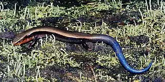 Description de l'image Plestiodon dicei, Dice’s Short-nosed Skink, Tamaulipas.jpg.