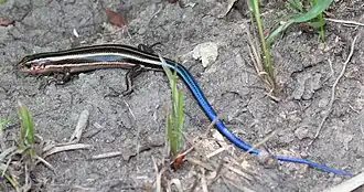 Description de l'image Plestiodon finitimus 01.jpg.