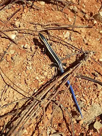 Description de l'image Plestiodon ochoterenae.jpg.