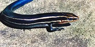 Description de l'image Plestiodon t. tetragrammus, Four-lined skink, Tamaulipas.jpg.