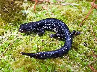 Description de l'image Plethodon grobmani.jpg.