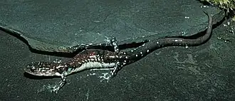 Description de l'image Plethodon ouachitae.jpg.