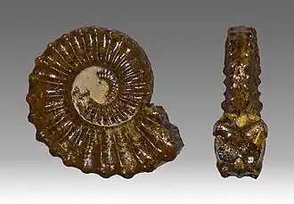 Pleuroceras spinatum au Muséum de Toulouse