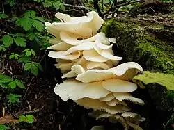 Pleurotes en oreille