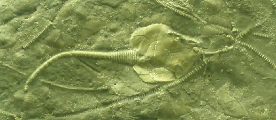 Fossile du rhombifère (Pleurocystites squamosus).