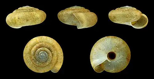 Pleurodiscus balmei (Pupilloidea)