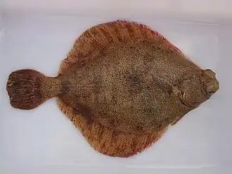 Description de l'image Pleuronichthys decurrens, Curlfin Sole, upper surface.jpg.